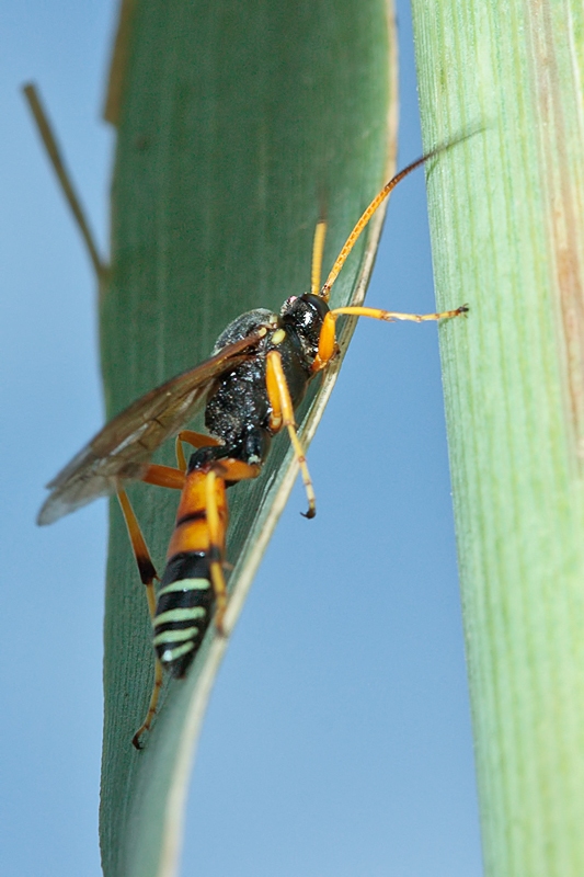 Ichneumonidae: Eutanyacra picta